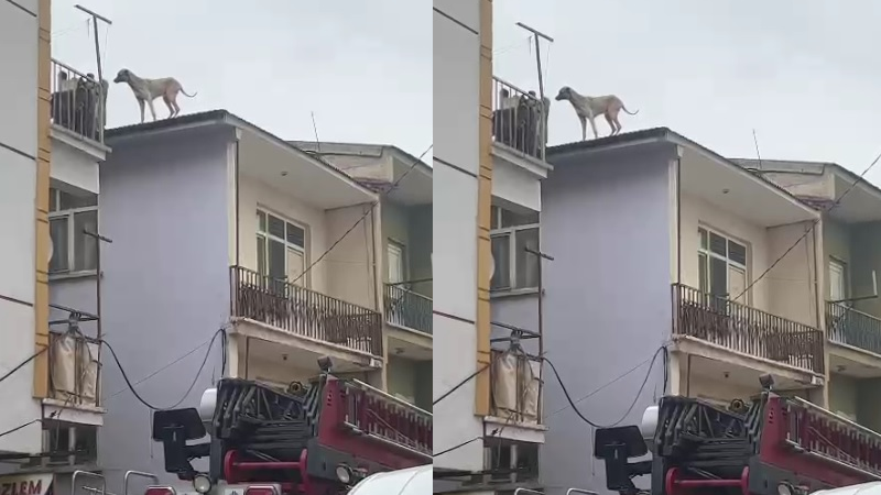 Binanın çatısında mahsur kalan köpeği, itfaiye kurtardı