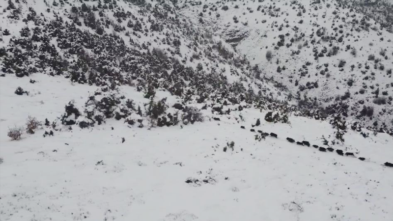 Kar üzerindeki domuz sürüsü dron ile görüntülendi